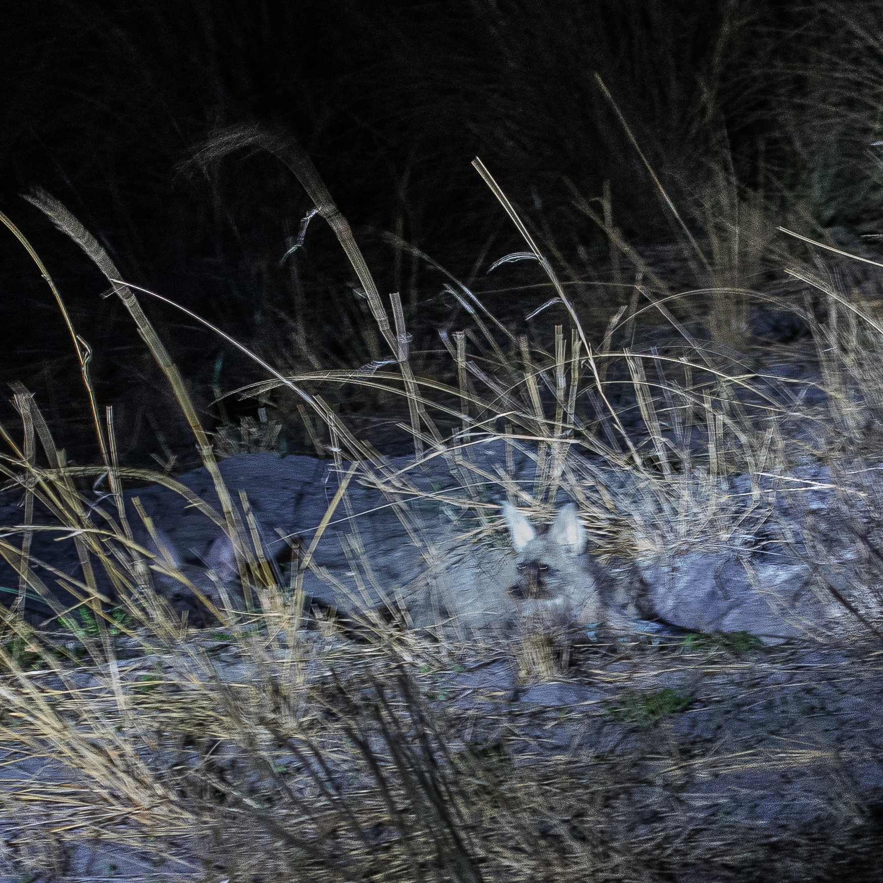Protèle ou loup ouisseur (Aardwolf, Protelus cristatus), adulte posté au bord de son terrier, Réserve de Kwando  Delta de l'Okavango, Botswana.